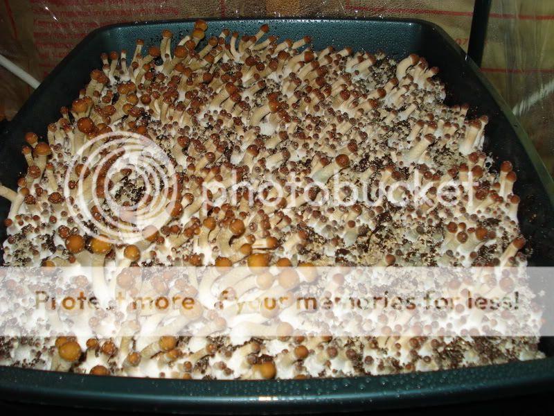 Casing technique for magic mushrooms